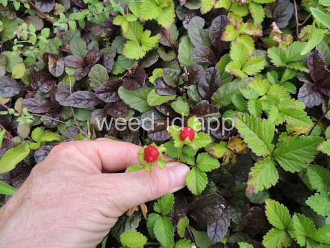 mockstrawberry, Indian
